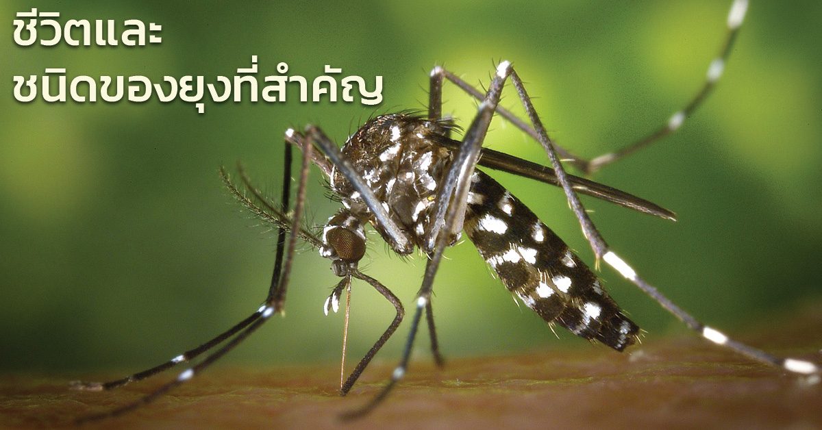Header-Blog-mosquitoes Header-Blog-mosquitoes